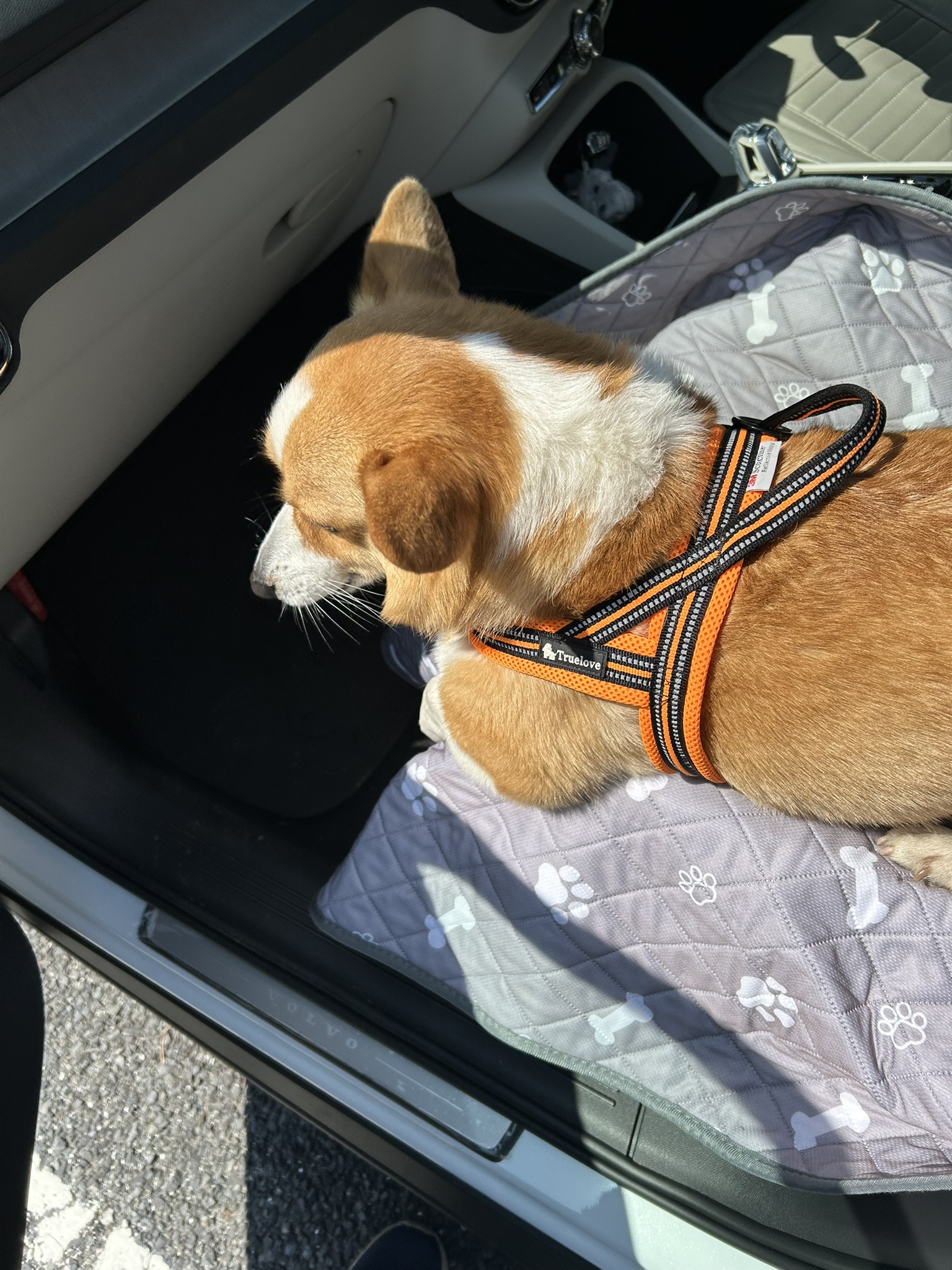 愛ちゃん 助手席